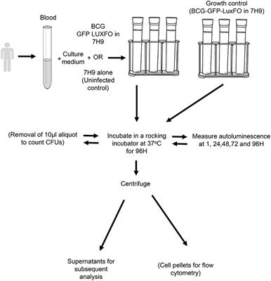 An Auto-luminescent Fluorescent BCG Whole Blood Assay to Enable Evaluation of Paediatric Mycobacterial Responses Using Minimal Blood Volumes